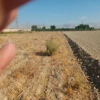 قطعه-زمین-باغی-1430-متر-سند-پلمپ-ارجان