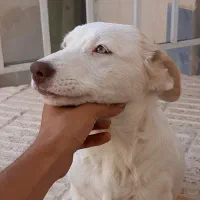 سگ پاکوتاه|سگ|شاهرود, |دیوار