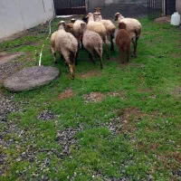 عرضه ۶ راس گوسفند همراه با بره|حیوانات مزرعه|گتاب, |دیوار