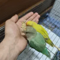 طوطی کوتوله برزیلی رام