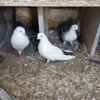 کبوتر کفتر دم سیاه