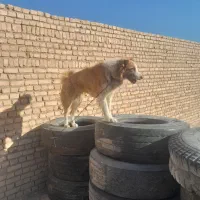 سگ گله ایی