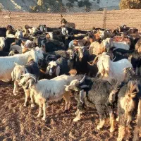 فروش چند راس بز|حیوانات مزرعه|آبدانان, |دیوار