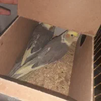 دو جفت عروس هلندی به شرط به همراه جوجه