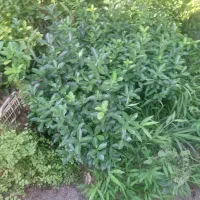 فروش شمشاد سبز نایلکسی