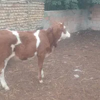 گوساله سیمینتال ماده