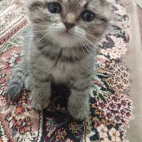 گربه  اسکاتیش (جفت نر و ماده)|گربه|رشت, خمیران زاهدان|دیوار