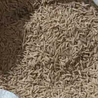شالی فجر سوزنی فروشی|خوردنی و آشامیدنی|مینودشت, |دیوار