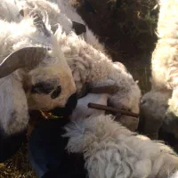 ۱۰.راس بره نر ماده وزن روهم  ۲۵ کیلو