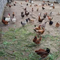 مرغ محلی تخمگذار جوان گلپایگان