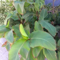 گل آپارتمانی|گل و گیاه طبیعی|کشکسرای, |دیوار