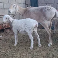 میش چینی