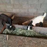 کهره
