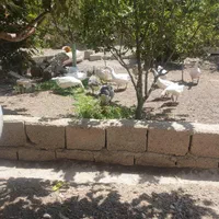 غاز|حیوانات|اصفهان, کارلادان|دیوار