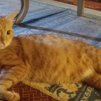 گربه ماده باردار