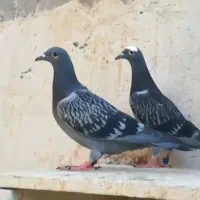 کبوتر