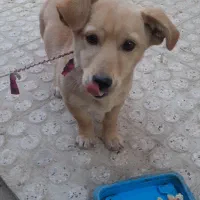 سگ پا کوتاه