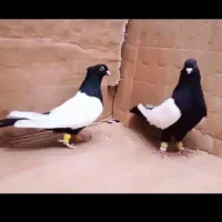 سینه سیاه ذات قدیم
