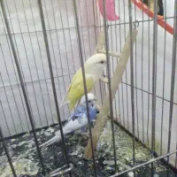 مناسب|پرنده|فردوس (خراسان), |دیوار