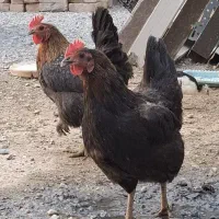 مرغ دوزرده عشایری دو زرده گوشتی