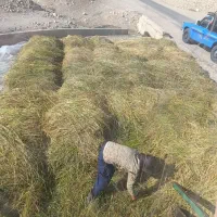 برنج محلی کامفیروز|خوردنی و آشامیدنی|جهرم, |دیوار