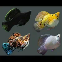 ماهی مولی انواع نژاد دم عقربی باله بادبانی خال دار|ماهی|مشهد, شفا|دیوار