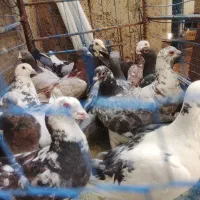 کفتر نوک گنده