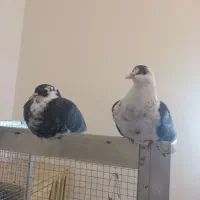 جوجه کفتر گم کردم