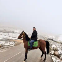 اسب|اسب و تجهیزات اسبسواری|ماکو, |دیوار