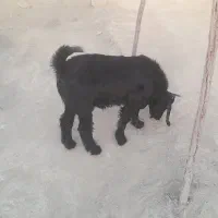 گوسفند محلی قیمت مناسب