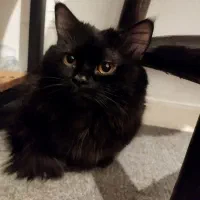 گربه پرشین اسکاتیش  مشکی