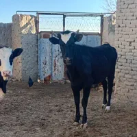 دوعدد گوساله حولشتیان