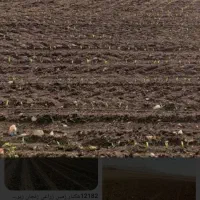 زمین کشاورزی