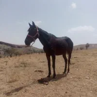 اسب مادیان فروشی