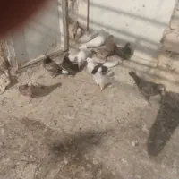 جوجه گرویی پرشی