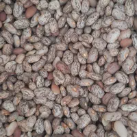 لوبیا چیتی