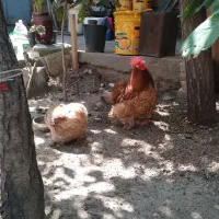 کوشین گلد متلد