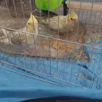 عروس هلندی