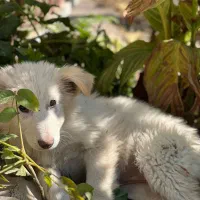 توله دو ماهه ژرمن سوییسی دماوندهر عدد بیست تومن|سگ|دماوند, گیلاوند|دیوار