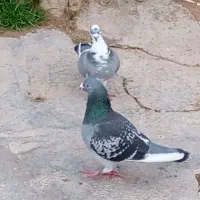 کبوتر|پرنده|شیبکوه (فارس), |دیوار