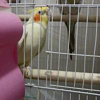 عروس هلندی