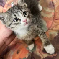 واگذاری به شخص متعهد و حیوان دوست|گربه|کرمان, |دیوار