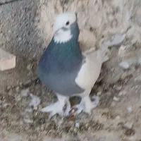 طوقی ماده|پرنده|شیراز, کفترک|دیوار