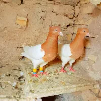 کبوتر کله زرد