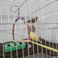 جفت قناری آماده