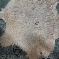 پوست گوسفند دباغی شده