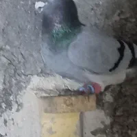 سبز بیچشم|پرنده|کرمان, |دیوار