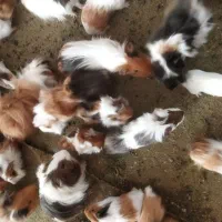 خوکچه هندی همستر خرگوش