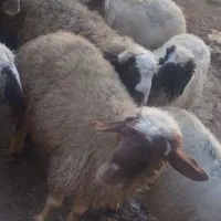 بره نر سبک و سنگین|حیوانات مزرعه|دالاهو, |دیوار