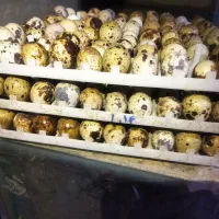 تخم بلدرچین نطفه دار باز دهی بالا|حیوانات مزرعه|خمینیشهر, |دیوار